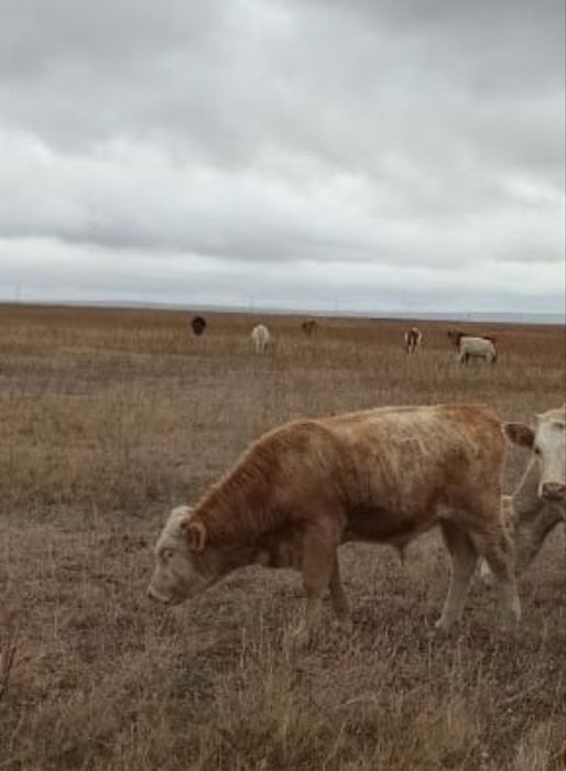 Кунажын сатылымда