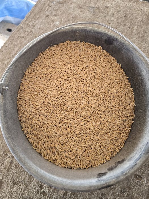 Vand cereale (grâu, orz și orzoaica de primăvară)