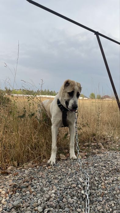 Алабай полтара года сучка