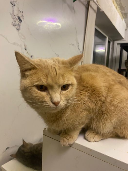 Кот в самые лучшие ручки