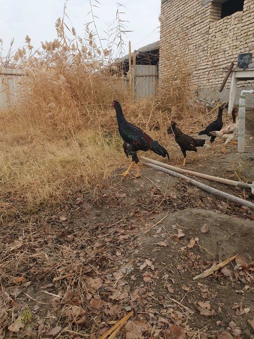 Продам кур..Дакан товук,ва хуроз..!