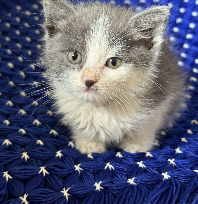 Котенок мальчик.