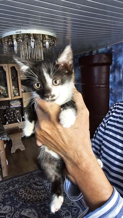 Отдам котят в добрые руки