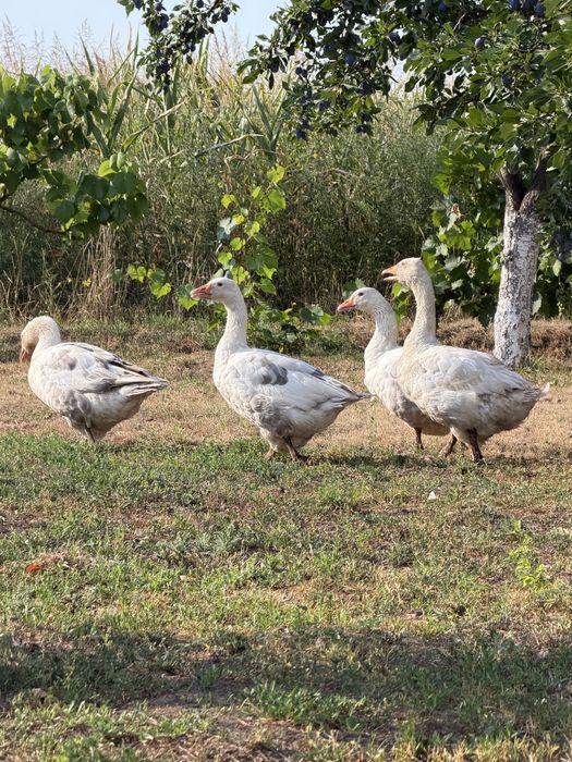 Familie gâşte româneşti
