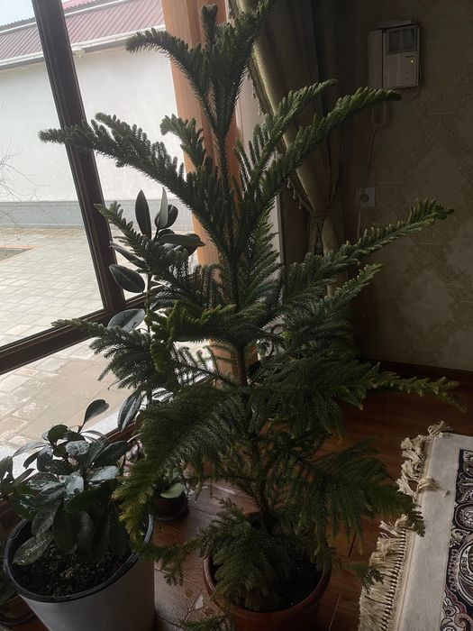 Араукария (Araucaria)