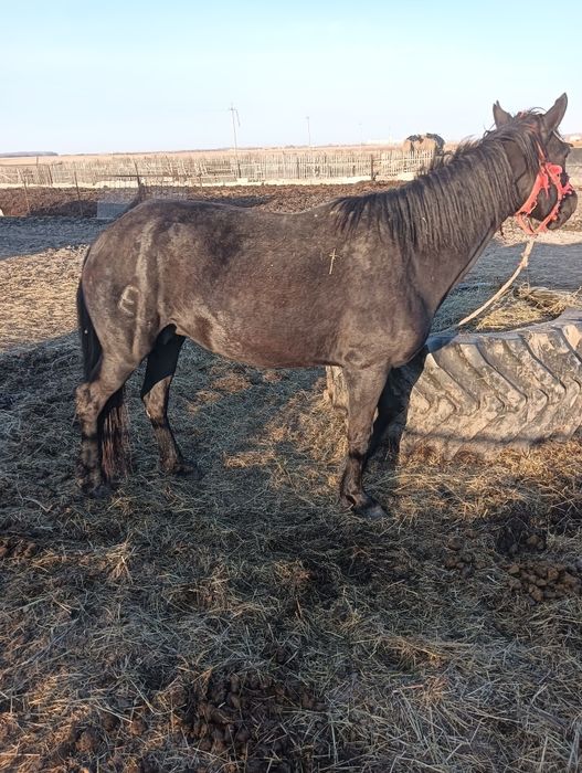 Продам кобылу 9лет верхом ездиет