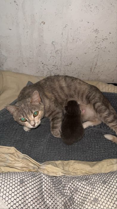 Ищу дом для кошечки с котенком