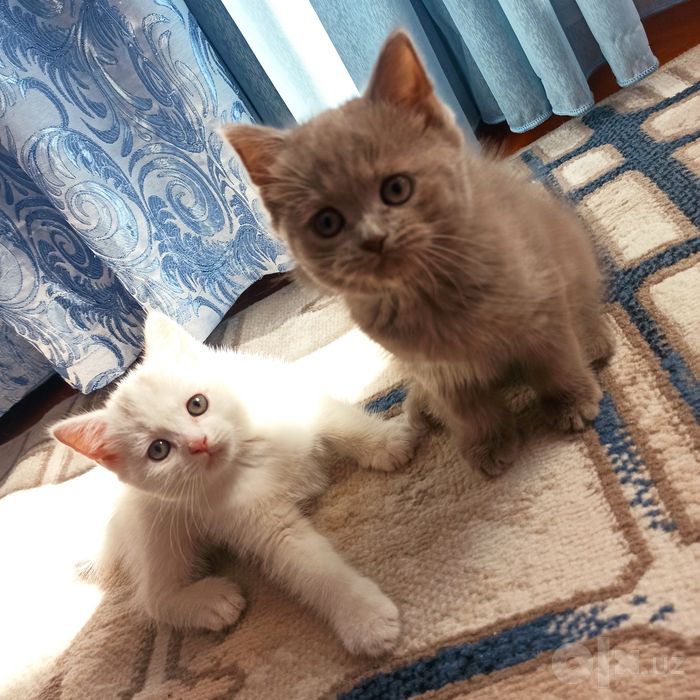 Милые Скоттиш страйтики