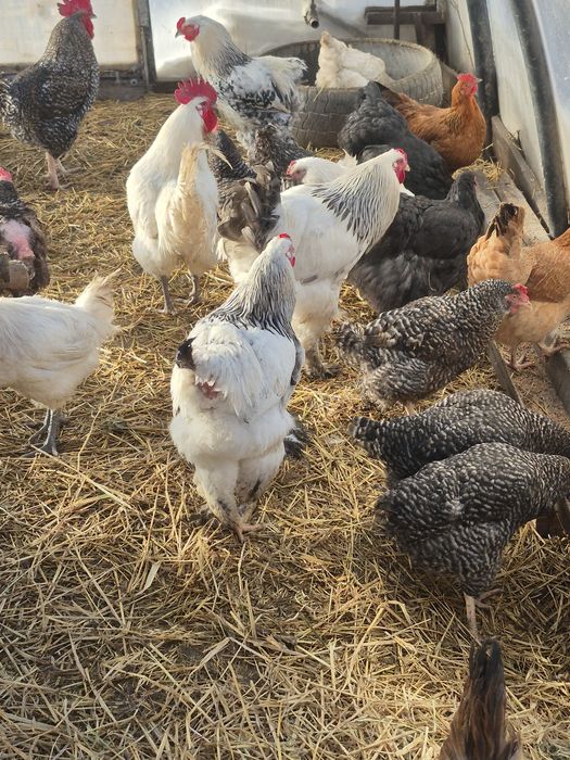 Продам чистопородных петухов Брама