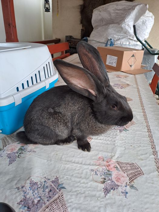 Urias german galben si negru