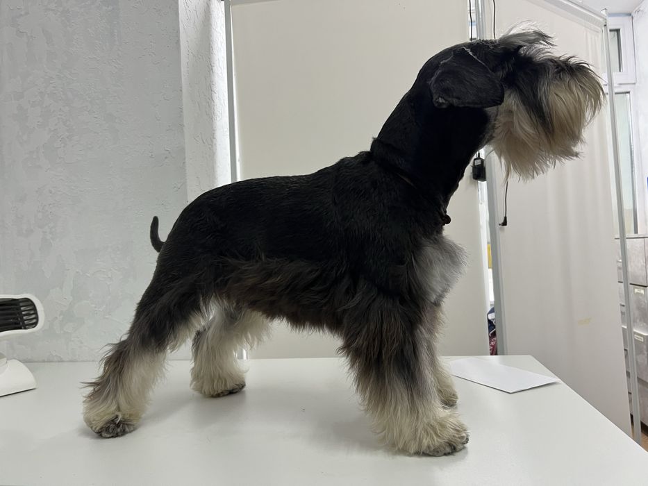 Вязка кабель Цвергшнауцер