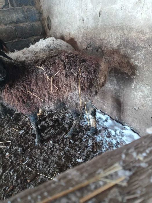 Токтылар курдючные