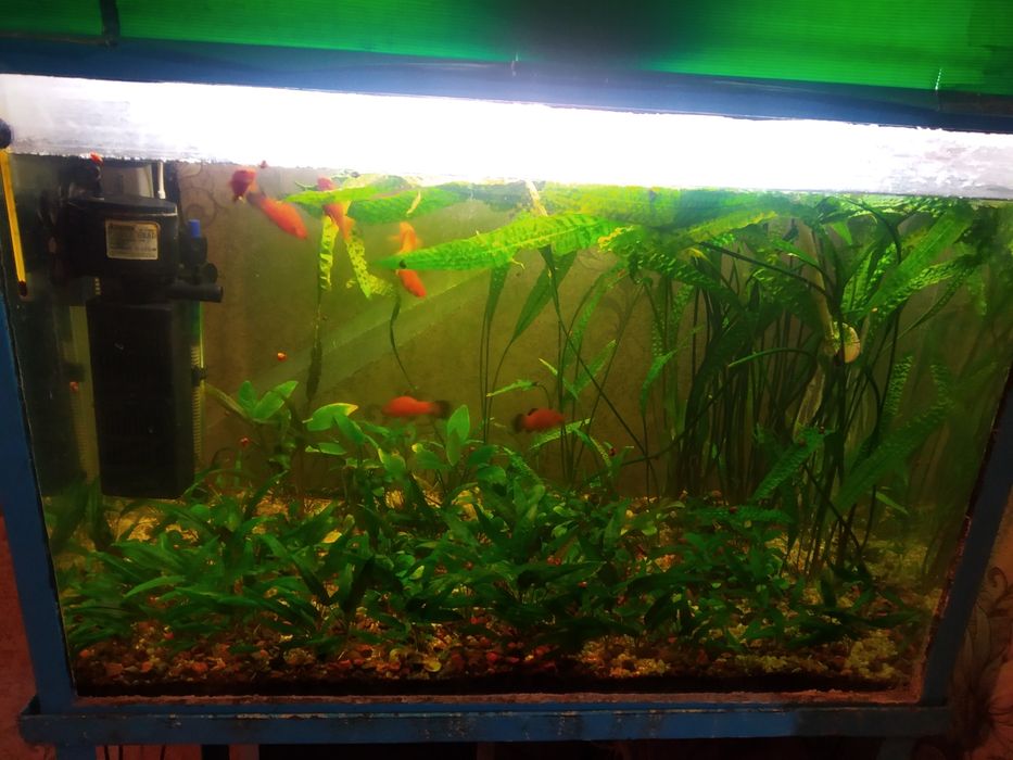 Аквариум с  растениям и рыбками