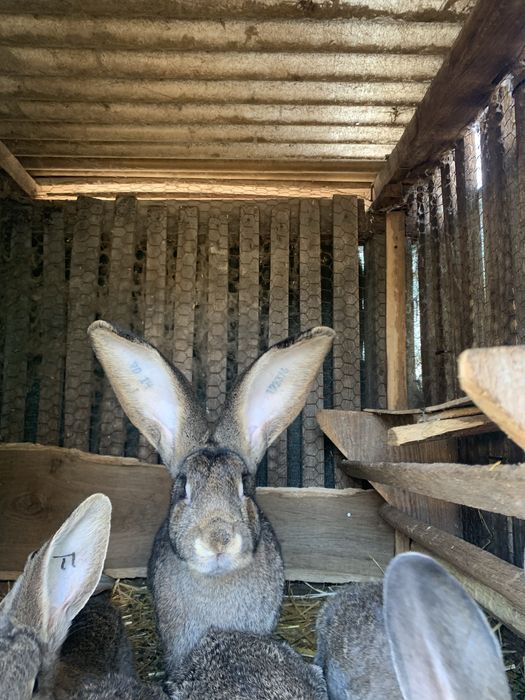 Vand iepuri urias german