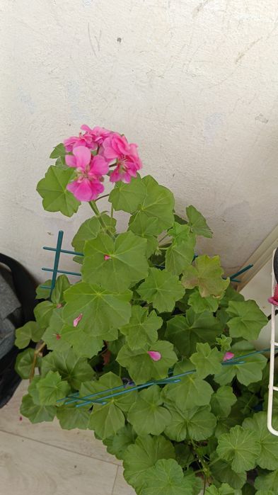 Продаю цветы комнатные