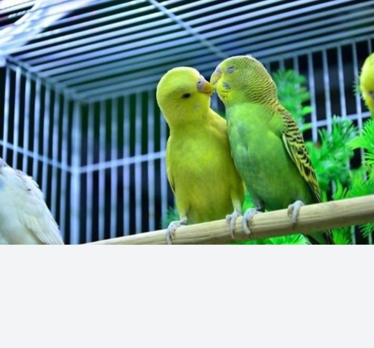 Волнистые попугаи птенцы