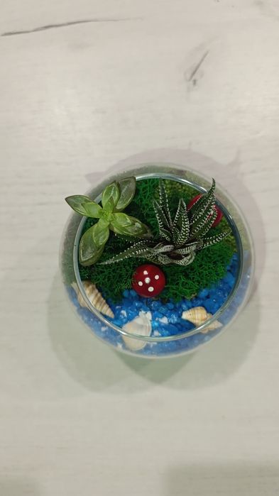 Продам флорариум