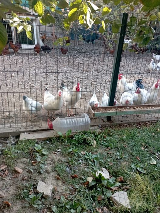 Adler tuxumiga zakas olamiz 10000 dan