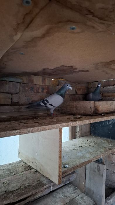 Почтовые голуби самцы