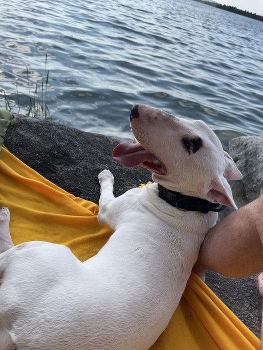 Бультерьер  готов к вязке