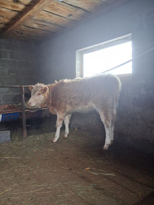 Продам телёнка подсос