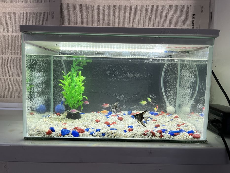 аквариум 20л с рыбками