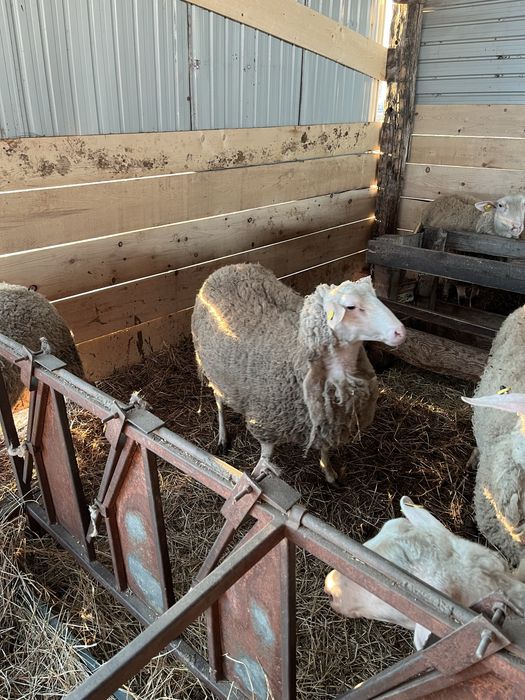 Vand oi rasa friză germana