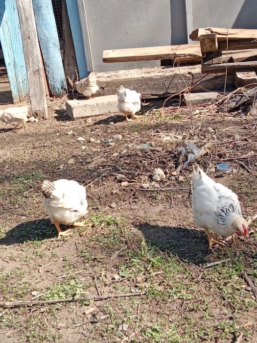 Продам цыплят около 2 месяцев