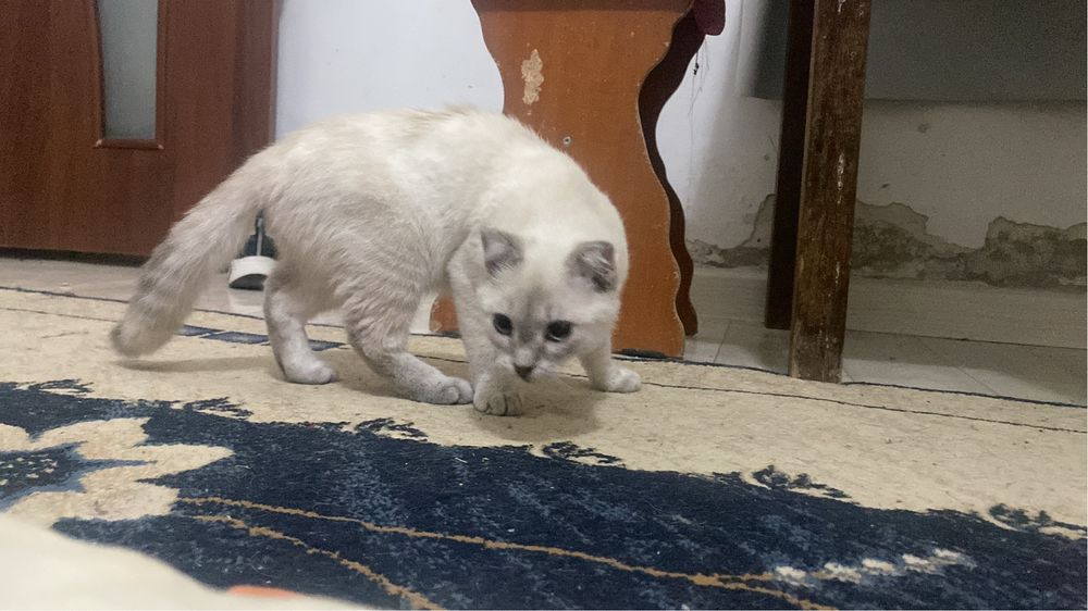 Кошки хароший девочки сертса