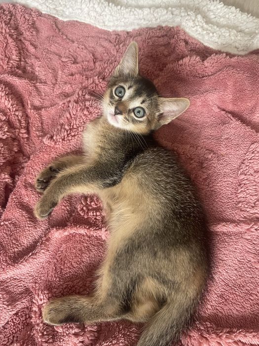 Абисинский котенок