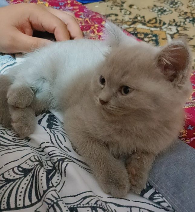 Котята скотиш страйт