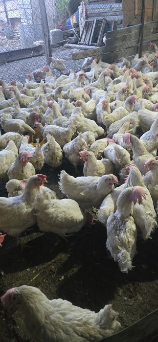 Куры несушки декалб вайт