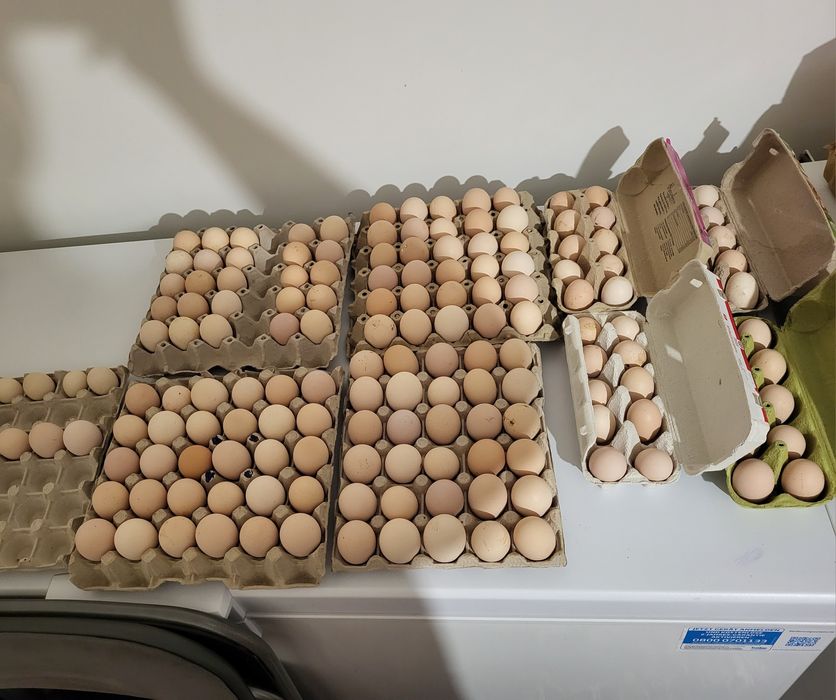 Ouă pentru incubat Australorp