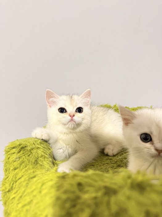 На продаже котята серебристые шиншиллы
