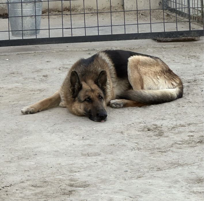 вязка овчарка немец