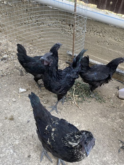 Тауықтар сатылады