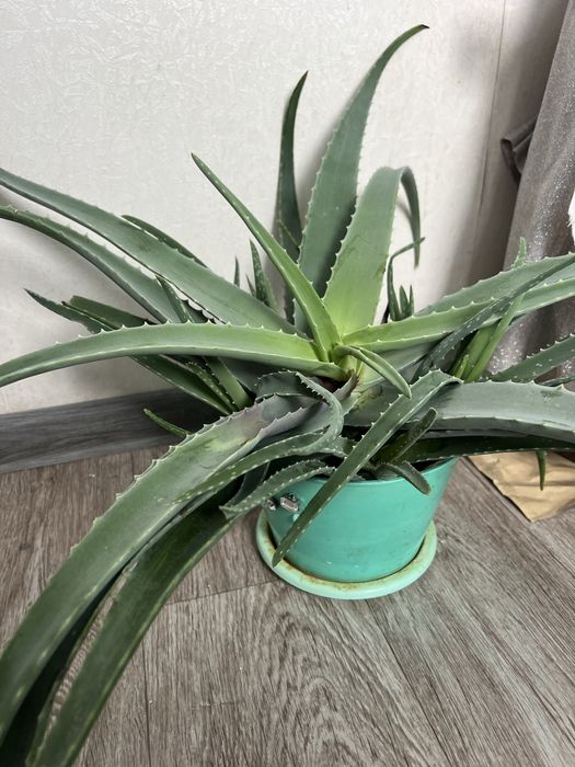 Продам Алоэ лечебный