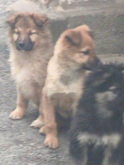 Отдам в хорошие руки.