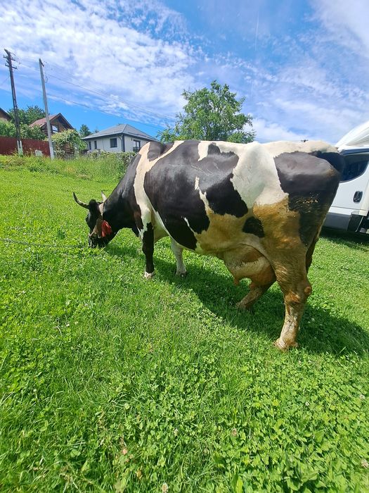 Vând vacă bună de lapte