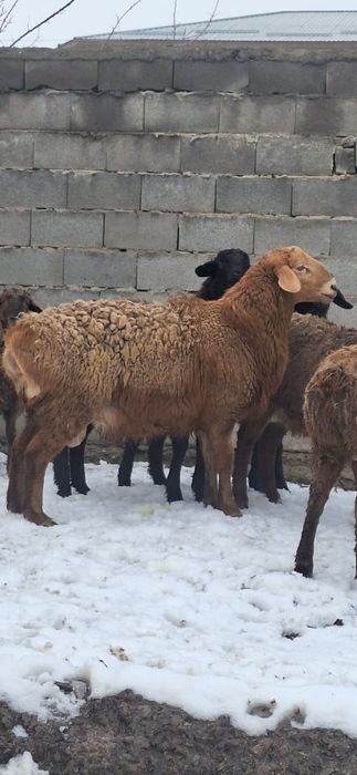 Арашан 1 жасар тохты кошкар