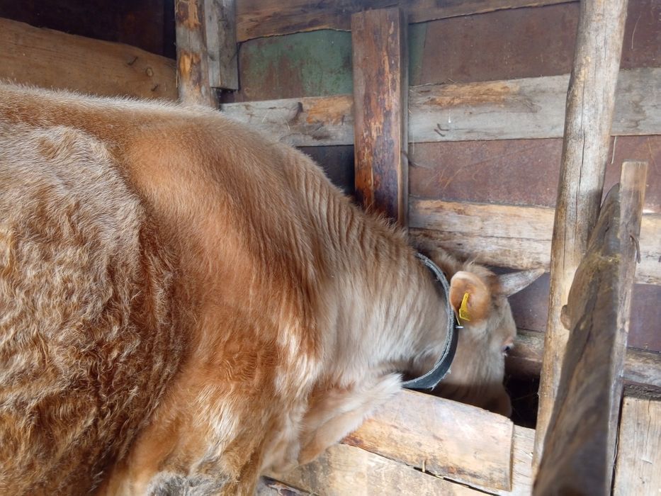 Продам бычка на доращивание год и 2 мес