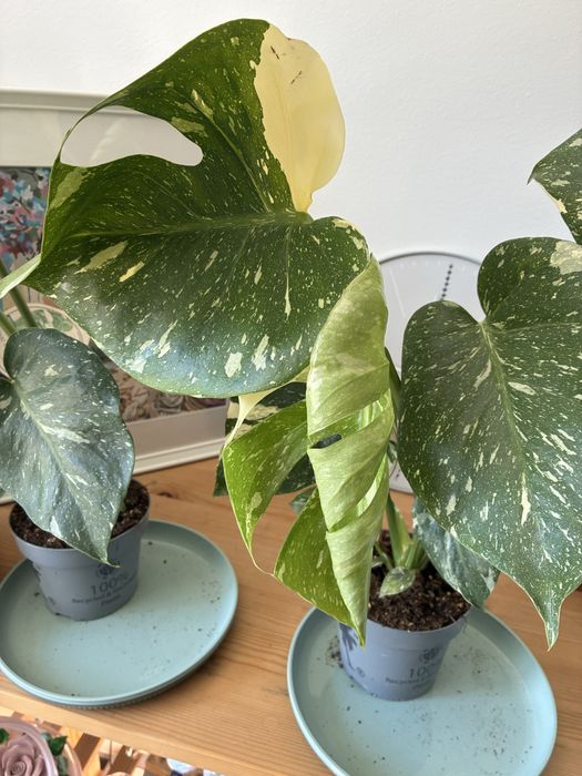 Монстера делисиоза thai constellation тайландско съзвездие monstera deliciosa делисиоза