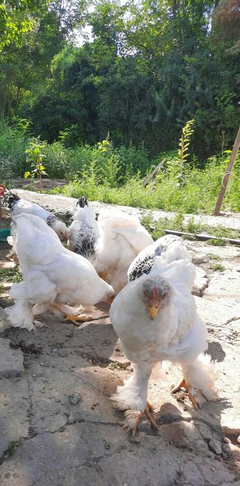 Продам брамов кур и петухов