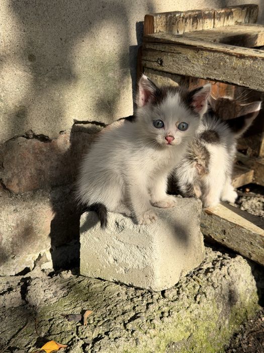 Котята мальчики