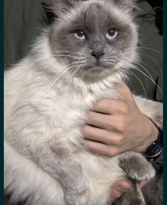 Кошечка бесплатно даром