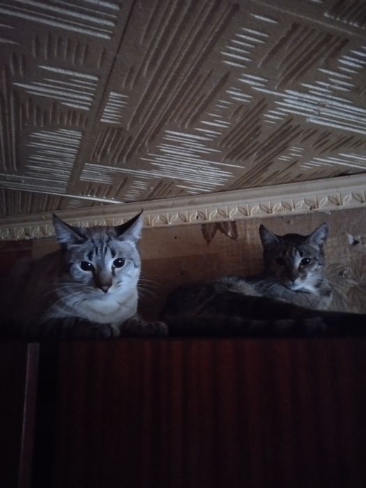 Отдаём котов в хорошие руки