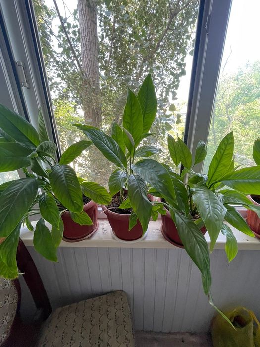 Цветы комнатные продается