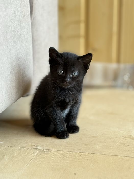Котята ищут дом