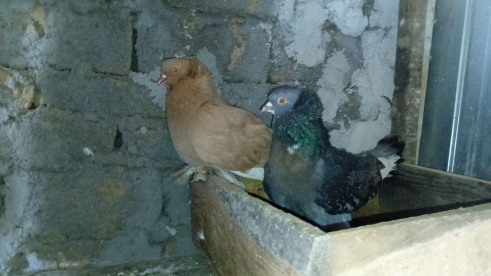 Vand 2 perechi uriasi maghiari