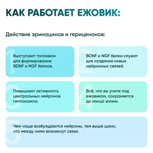 Ежовик гребенчатый ( Hericium ) мицелий,молотый порошок